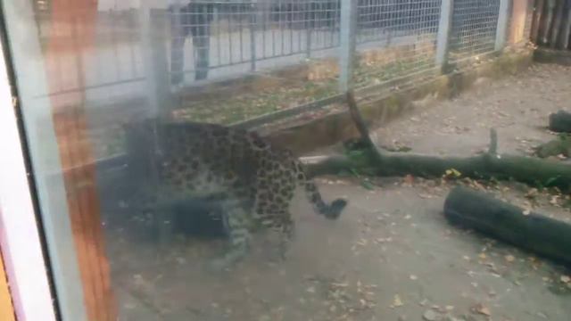 классный хоть и маленький зоопарк смотреть онлайн