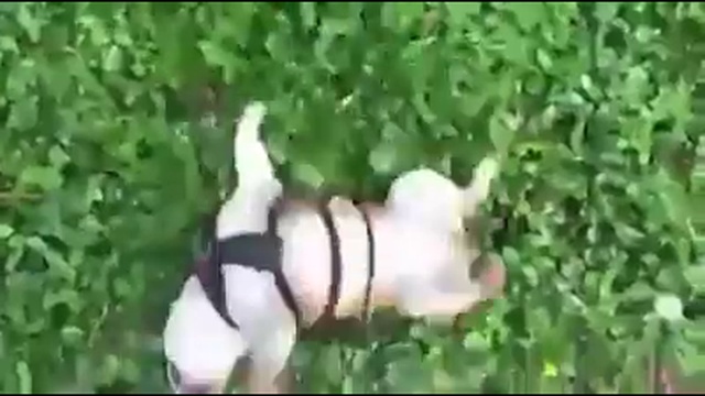 Пес нашел себе отличную забаву смотреть онлайн