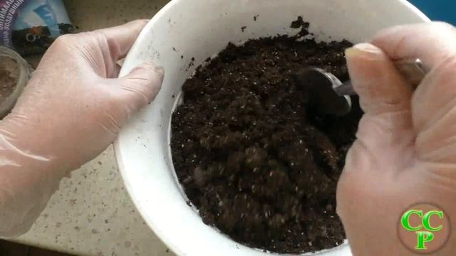 Выращивание помидора зимой дома