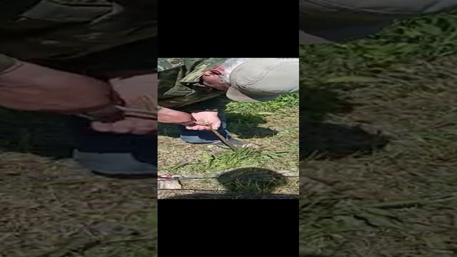 Прививка яблонь весной( продолжение видео второе). смотреть онлайн