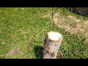 Прививка Яблонь после Спиливания