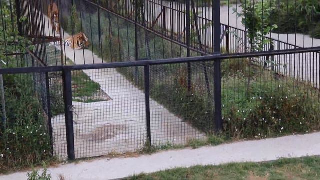 Утро у Алекса, Чипа, Дейла, Ричарда и их дам! Тайган. Белогорск. Крым. смотреть онлайн