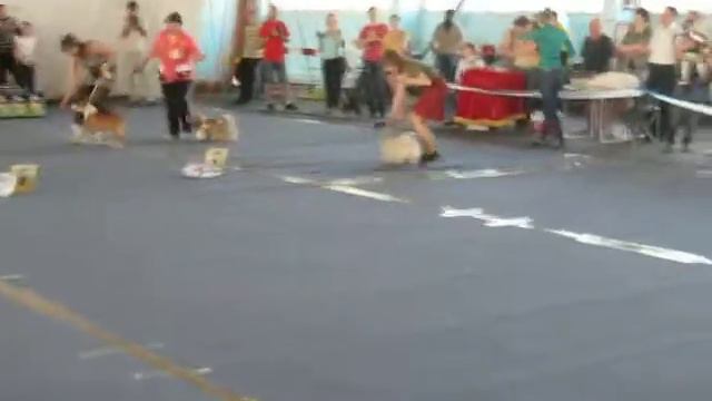 Лучший щенок выставки смотреть онлайн