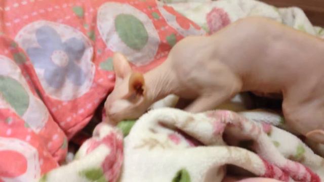 Сфинкс ,ну очень не удобно лежать... смотреть онлайн