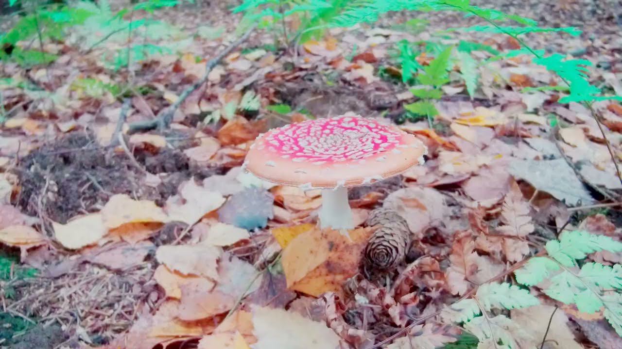 мухософия у костра смотреть онлайн