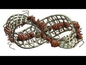 Система Кадочникова. Принцип Парадокса. Видео с @KadochnikovSystem