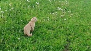 Прогулка с котом на шлейке?