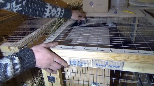 Разведение кроликов калифорнийской породы в ЛПХ Кубик смотреть онлайн