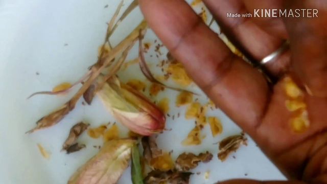 How to Harvest Gladiolus Seedsl смотреть онлайн