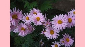 Пиретрум розовый  или Персидская ромашка