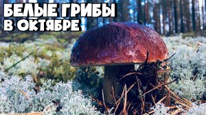 СБОР БЕЛЫХ ГРИБОВ В ОКТЯБРЕ! ОСЕННИЕ ГРИБЫ