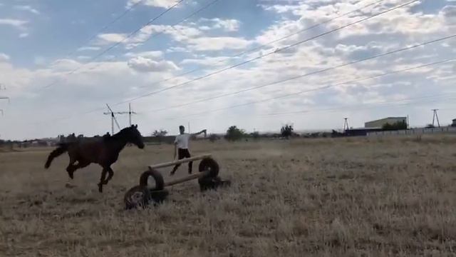 Жеребец буденновский смотреть онлайн