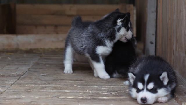 Щенки Хаски 1 мес смотреть онлайн