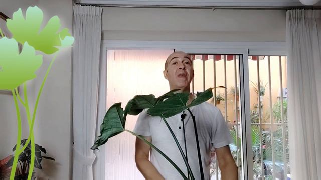 ALOCASIA Xanthosoma Albomarginata – Mickey Mouse Y Lindenii - COMO  CUIDAR