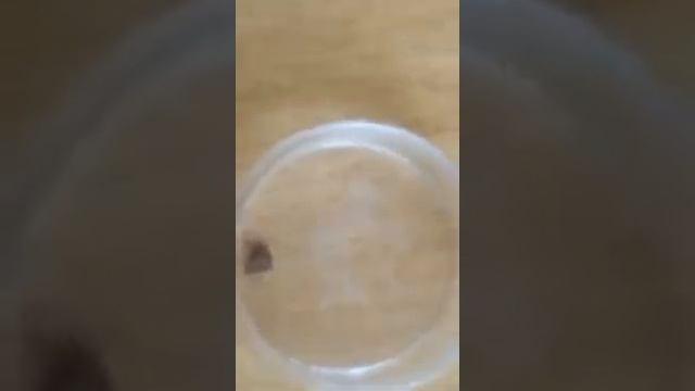 Эфирное масло ЭФКАЛИПТА защита от клещей +79834466179