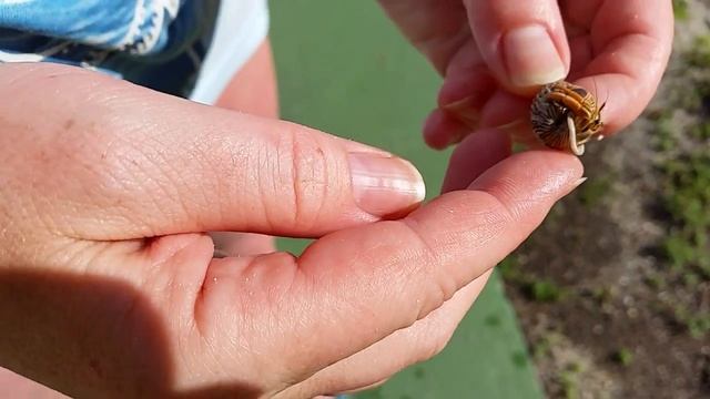 Рак отшельник в ракушке. Куба смотреть онлайн