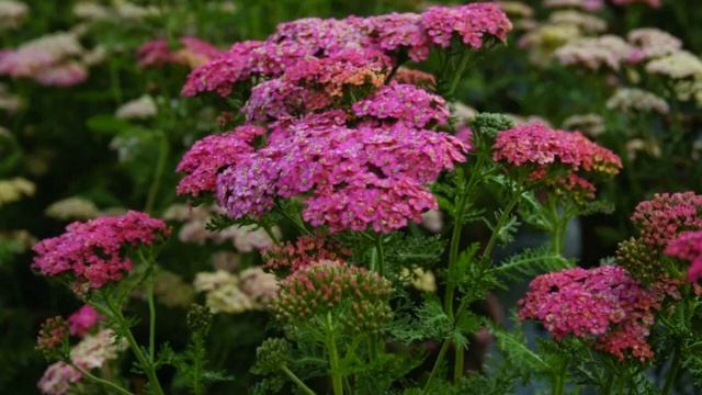 Тысячелистник - один из самых эффектных и неприхотливых многолетников. Посадил и забыл! смотреть онлайн