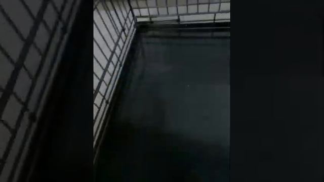 Клетка для собак wikiLAB смотреть онлайн