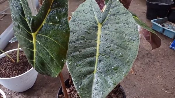 Alocasia golden Bone (alokasia hibrid part 3)