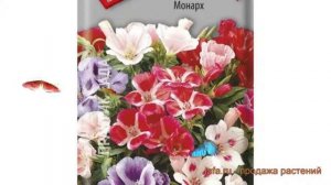 Годеция обыкновенный Монарх (monarkh) ? годеция Монарх обзор: как сажать семена годеции Монарх