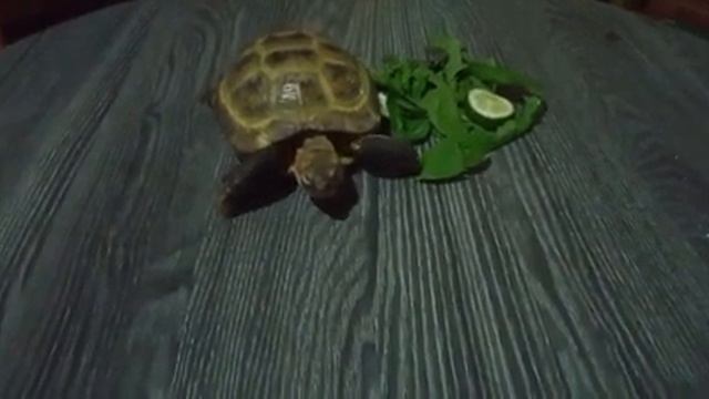 моя маленькая черепашка! смотреть онлайн