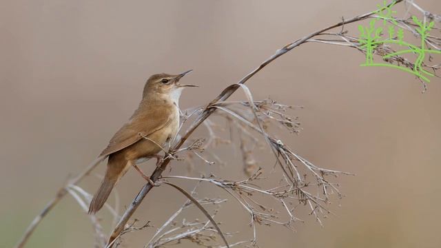 Голоса птиц Как поёт Соловьиный сверчок (Locustella luscinioides).mp4 смотреть онлайн
