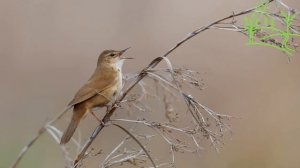 Голоса птиц Как поёт Соловьиный сверчок (Locustella luscinioides).mp4