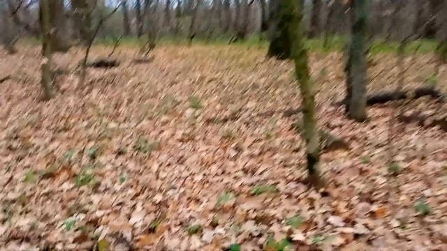 Леса Украины Самарский лес Днепр