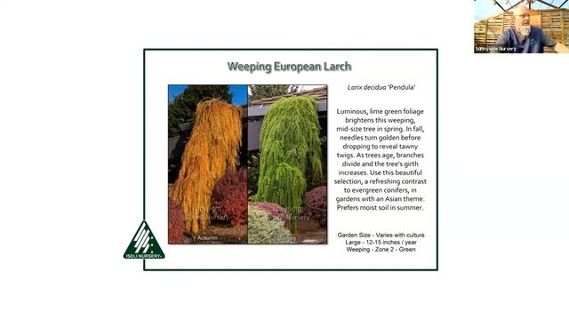 Conifer Kingdom смотреть онлайн