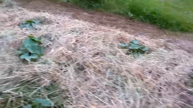 Целина-природное земледелие от А до Я. смотреть онлайн