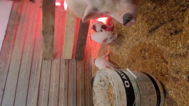 Думала ТВОЙ МУЖ БУДЕТ. А это опять ты???? Ну проходи коль припёрлась. смотреть онлайн