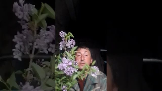 песня на ходу.букет сирени смотреть онлайн