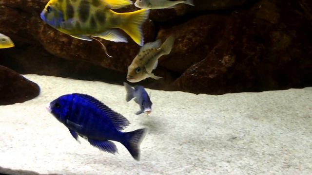 Lake Malawi Cichlids 1050L Aquarium | December 2014 смотреть онлайн