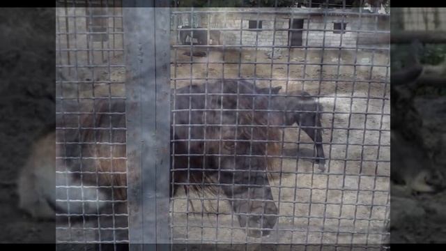 BAKU ZOOPARK \ BAKI ZOOLOJİ PARKI смотреть онлайн