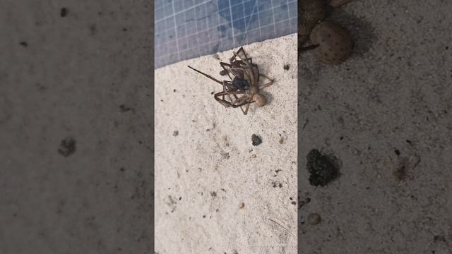 Sicarius thomisoides Mating/ couple/breeding Six-Eyed sand Spider - SpinnenKandte смотреть онлайн