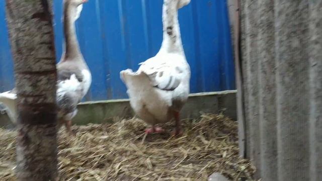 Переселение ХОЛМОГОРСКИХ ГУСЕЙ/ розделил по семьям смотреть онлайн