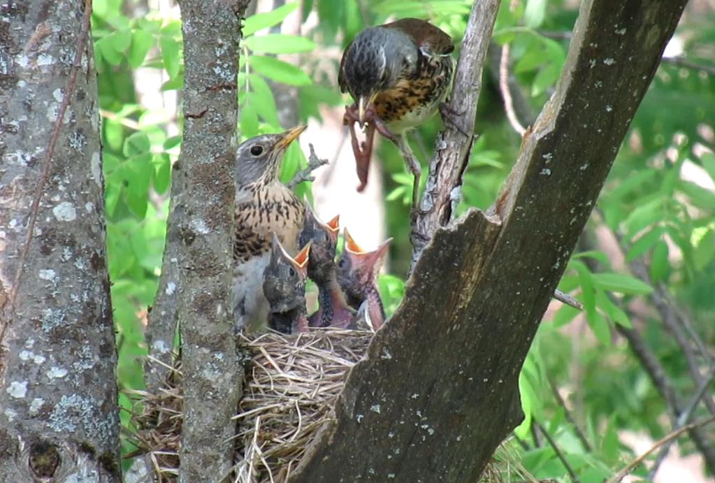 Семья дроздов рябинников смотреть онлайн