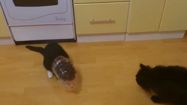 кот сам надел кулек и прикалывается смотреть онлайн