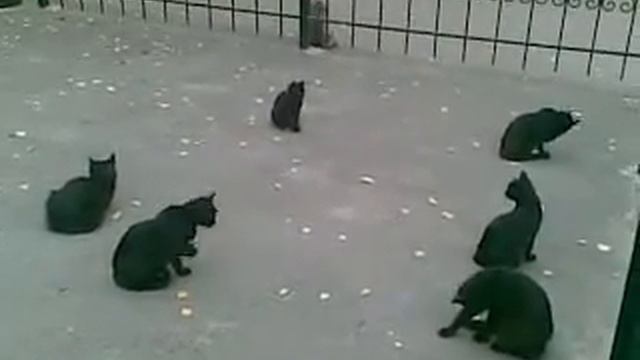 Черные кошки