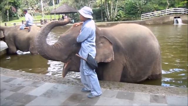 Bali Elephant Safari Park, Indonesia смотреть онлайн