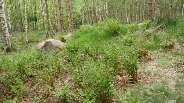 Ryget Skov Runddysse 1 смотреть онлайн