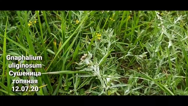 Сушеница топяная. Gnaphalium uliginosum смотреть онлайн