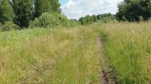 Сбор грибов. Сырой груздь