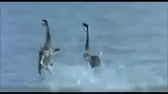 Танец Кавказских журавлей смотреть онлайн