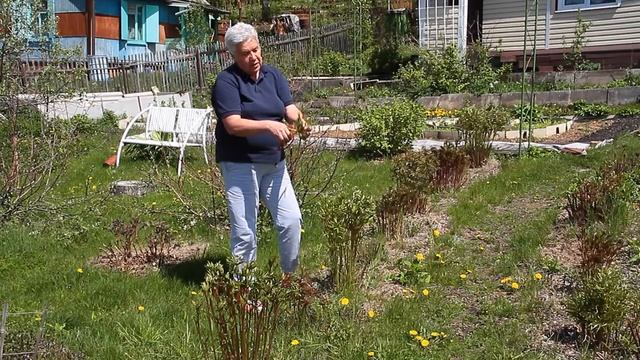 136 Черенкуем пион смотреть онлайн