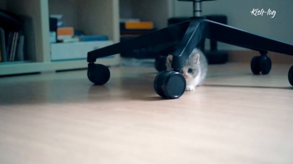 [vlog] #먼치킨 #새끼고양이와 #포메라니안 강아지 같이 키우기 - 합사 첫날부터 친해지기까지