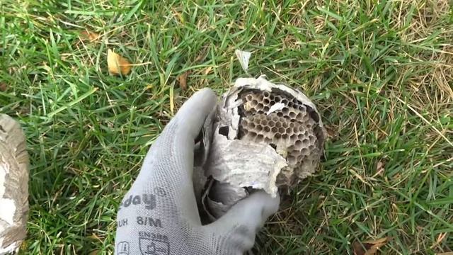 Какое внутри осиное гнездо смотреть онлайн