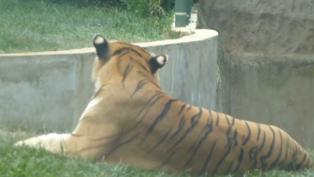 tigre de Bengala real tigre indio Panthera tigris tigris Bengal tiger animal смотреть онлайн