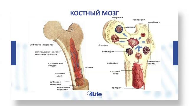 Где в организме вырабатывается иммунитет? Что такое иммунитет кратко и понятно. смотреть онлайн