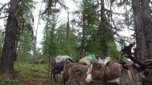 Паша с Володей формируют вьюки и загружают их на оленей